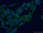 ISG15 Antibody in Immunocytochemistry (ICC/IF)