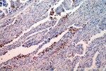 ISG15 Antibody in Immunohistochemistry (Paraffin) (IHC (P))