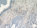 ISG15 Antibody in Immunohistochemistry (Paraffin) (IHC (P))