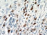 ISG15 Antibody in Immunohistochemistry (Paraffin) (IHC (P))