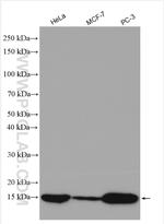 ISG15 Antibody in Western Blot (WB)