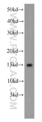 ISG15 Antibody in Western Blot (WB)