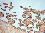 PSMB3 Antibody in Immunohistochemistry (Paraffin) (IHC (P))