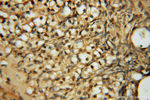 PSMB3 Antibody in Immunohistochemistry (Paraffin) (IHC (P))