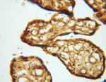 PSMB3 Antibody in Immunohistochemistry (Paraffin) (IHC (P))