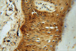 PSMB3 Antibody in Immunohistochemistry (Paraffin) (IHC (P))