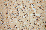 PSMB3 Antibody in Immunohistochemistry (Paraffin) (IHC (P))