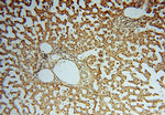 PSMB3 Antibody in Immunohistochemistry (Paraffin) (IHC (P))