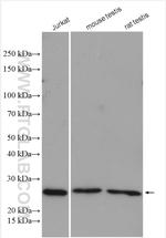 PSMB3 Antibody in Western Blot (WB)