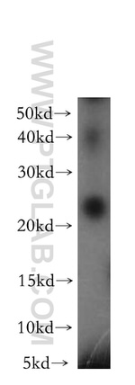 PSMB3 Antibody in Western Blot (WB)