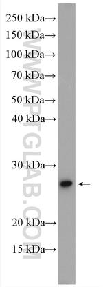 PSMB3 Antibody in Western Blot (WB)