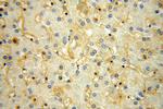 KCNJ15 Antibody in Immunohistochemistry (Paraffin) (IHC (P))