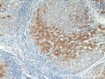 BAAT Antibody in Immunohistochemistry (Paraffin) (IHC (P))