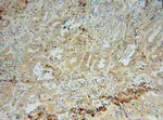 PRCP Antibody in Immunohistochemistry (Paraffin) (IHC (P))