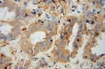 PRCP Antibody in Immunohistochemistry (Paraffin) (IHC (P))