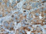 PRCP Antibody in Immunohistochemistry (Paraffin) (IHC (P))