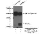 ANT1/2 Antibody in Immunoprecipitation (IP)