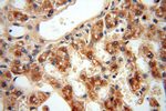 ATP5F1 Antibody in Immunohistochemistry (Paraffin) (IHC (P))