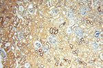 ATP5F1 Antibody in Immunohistochemistry (Paraffin) (IHC (P))