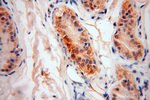 ATP5F1 Antibody in Immunohistochemistry (Paraffin) (IHC (P))