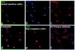 CD3 Antibody in Immunocytochemistry (ICC/IF)