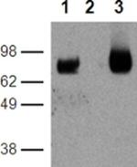 CD39 Antibody in Western Blot (WB)