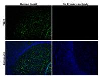 TIGIT Antibody in Immunohistochemistry (Paraffin) (IHC (P))