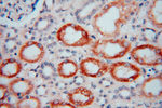 FGL1 Antibody in Immunohistochemistry (Paraffin) (IHC (P))