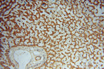 FGL1 Antibody in Immunohistochemistry (Paraffin) (IHC (P))