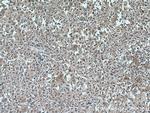 FGL1 Antibody in Immunohistochemistry (Paraffin) (IHC (P))