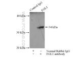 FGL1 Antibody in Immunoprecipitation (IP)