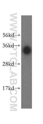 FGL1 Antibody in Western Blot (WB)