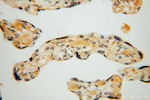 ARG1 Antibody in Immunohistochemistry (Paraffin) (IHC (P))