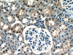 ARG1 Antibody in Immunohistochemistry (Paraffin) (IHC (P))