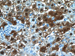 ARG1 Antibody in Immunohistochemistry (Paraffin) (IHC (P))