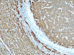 ARG1 Antibody in Immunohistochemistry (Paraffin) (IHC (P))