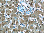 ARG1 Antibody in Immunohistochemistry (Paraffin) (IHC (P))