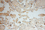 ARG1 Antibody in Immunohistochemistry (Paraffin) (IHC (P))