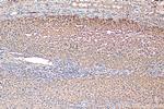 ARG1 Antibody in Immunohistochemistry (Paraffin) (IHC (P))