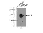 NBR1 Antibody in Immunoprecipitation (IP)