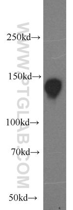 NBR1 Antibody in Western Blot (WB)