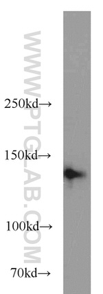 NBR1 Antibody in Western Blot (WB)