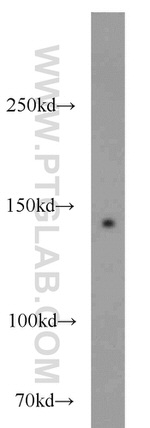 NBR1 Antibody in Western Blot (WB)