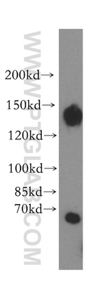 NBR1 Antibody in Western Blot (WB)