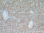 CISD1 Antibody in Immunohistochemistry (Paraffin) (IHC (P))