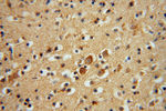 CISD1 Antibody in Immunohistochemistry (Paraffin) (IHC (P))