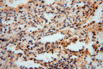 CISD1 Antibody in Immunohistochemistry (Paraffin) (IHC (P))