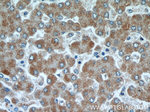 CISD1 Antibody in Immunohistochemistry (Paraffin) (IHC (P))