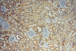 CISD1 Antibody in Immunohistochemistry (Paraffin) (IHC (P))