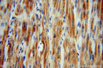 CISD1 Antibody in Immunohistochemistry (Paraffin) (IHC (P))